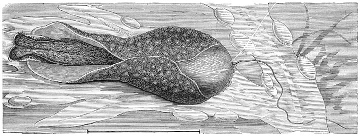 Gewone Kogelslak (Acera bullata). Dubbele grootte.