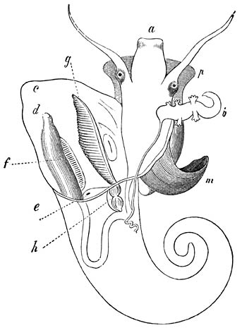Litoridina Gaudichaudii (mannetje); de kieuwholte is opengesneden en de mantel c naar links omgeslagen:—a) Mond. p) Voet. m) Spilspier. c) Mantel. d) Aarsopening. f) Slijmklier. e) Nier. g) Kieuw (hiernaast de bijkieuw). h) Hart. b, b) Voortplantingsorganen—Ware grootte.