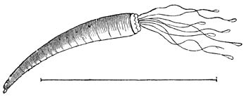 Gewone Stoottand (Dentalium vulgare). Ware grootte.