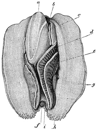 Eendenmossel (Anodonta anatina), zonder de schelp en met teruggeslagen mantelhelften, van onderen gezien. Ware grootte.