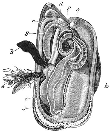 Gewone Mossel (Mytilus edulis), geopend door het wegnemen van de linker schelpklep en het terugslaan van de linker mantelhelft. (Ware grootte). Aan weerszijden van den mond (f) ziet men de beide langwerpige, smalle mondlobben (g), verder achterwaarts de beide kieuwplaten (i en j) van de linkerzijde, (e) en (d) zijn de spieren, die den voet (b) terugtrekken. De geringe grootte van dit vingervormig lichaamsdeel wijst reeds aan, dat het ongeschikt is om als bewegingsorgaan dienst te doen. Het is een spintoestel, bestemd om het afscheidingsproduct der byssusklier, die in een holte onder en achter zijn basis gelegen is, tot draden te verwerken, die gezamenlijk den baard of byssus (c) vormen. Bij de byssusholte begint de overlangsche groeve, die zich over de geheele achterzijde van den voet uitstrekt, en in een korte, diepe dwarsgroeve eindigt; hierin ligt een halvemaanvormige plaat met 7 openingen aan den hollen voorrand. Deze spinplaat wordt tegen de byssusklier gedrukt; de hieruit ontwijkende, kleverige stof wordt bij het strekken van den voet tot een draad uitgetrokken, die in de gootvormige groeve ligt. Met de spinplaat wordt het einde van den nog weeken draad tegen het een of ander voorwerp aangedrukt en tot een schijfje verbreed.