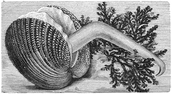 Gedoornde Zandschelp (Cardium echinatum). Ware grootte.