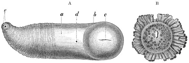 A. Scheededragende Gieterschelp (Aspergillum vaginiferum), na verwijdering van de 12 à 15 cM. lange kalkkoker. Het dier verkeert in sterk samengetrokken toestand. De geheel gesloten mantel (a) eindigt van voren (naar onderen met betrekking tot den zeebodem) in een soort van schijf, met een fijne spleet (c) in het midden, tegenover een spleet in den kalkkoker. Iets verder naar achteren (bij b) bevindt zich een fijne opening voor het uitsteken van den spits eindigenden, kleinen voet. De achterste helft van den mantel vertoont dwarse rimpels en aan ’t einde de siphonale openingen (e). Deze soort bewoont de Roode Zee.—B. Voorste (in ’t zand bedolven) deel van de Javaansche Gieterschelp (Aspergillum javanum). Ware grootte. Het geheele dier wordt 13 à 16 cM. lang.