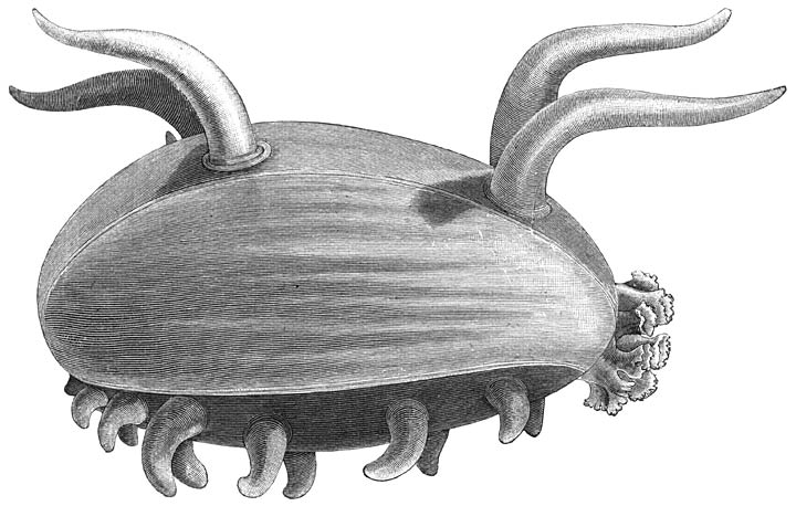 Scotoplana globosa, opgehaald van een diepte van 4000 M. Ware grootte.