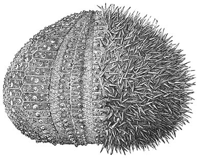 Huidskelet van den Grooten Zeeappel (Echinus esculentus) na het wegnemen van de stekels der eene lichaamshelft. Ware grootte. Deze aan onze kust zeer zeldzame soort is steenrood of bruinachtig van kleur en heeft korte, witte stekels. Zij kan een middellijn van 15 cM. bereiken.
