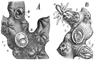 Edelkoraal. A) Vergroot stuk van een stok met twee geopende kelken. B) Matig vergroot stuk, het uitkomen der larven vertoonend.