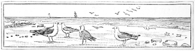seascape gulls