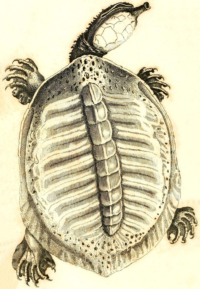 [Illustration: Great Soft-shelled Tortoise]
