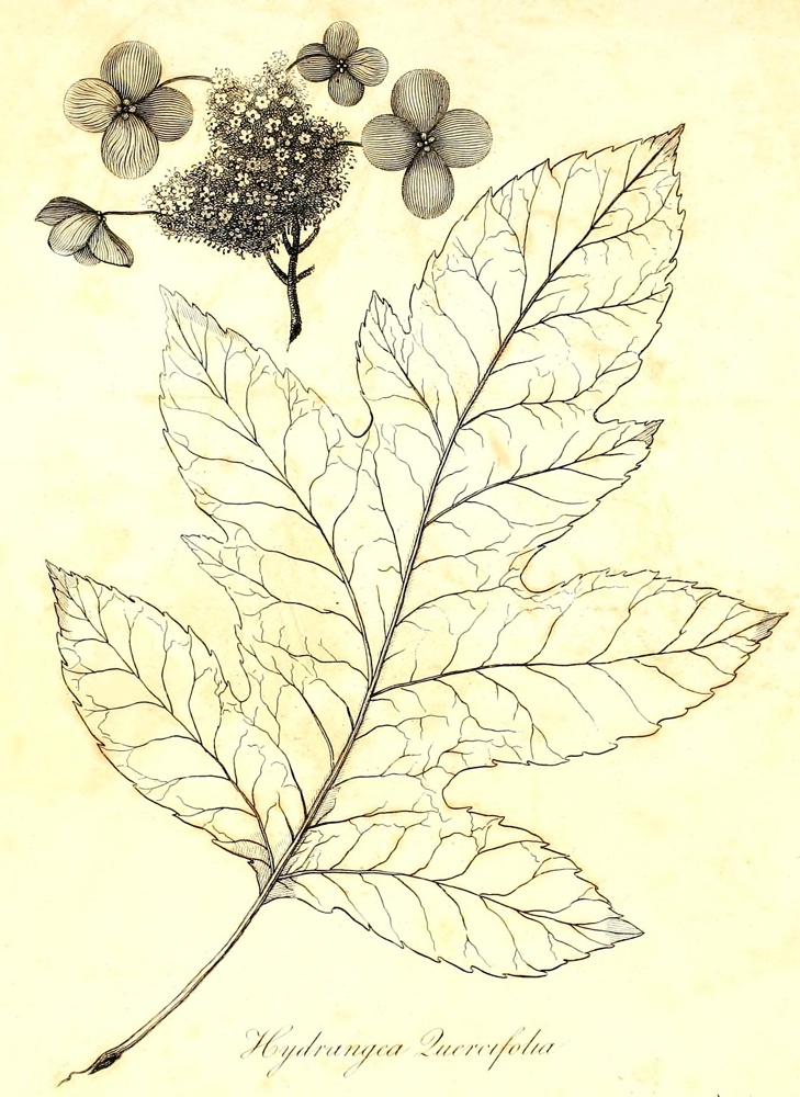 [Illustration: Hydrangea Quercifolia]