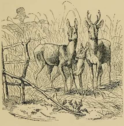 Deer and young