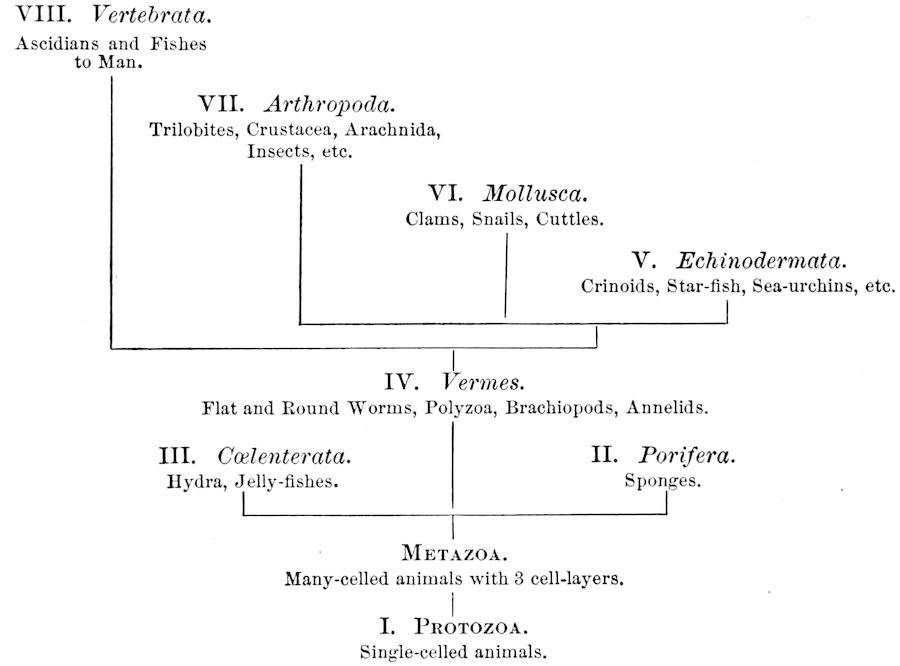 VIII. _Vertebrata._ Ascidians and Fishes to Man. VII. _Arthropoda._ Trilobites, Crustacea, Arachnida, Insects, etc. VI. _Mollusca._ Clams, Snails, Cuttles. V. _Echinodermata._ Crinoids, Starfish, Seaurchins, etc. IV. _Vermes._ Flat and Round Worms, Polyzoa, Brachiopods, Annelids. III. _Cœlenterata._ Hydra, Jellyfishes.                     II. _Porifera._ Sponges. METAZOA. Manycelled animals with 3 celllayers. I. PROTOZOA. Singlecelled animals.