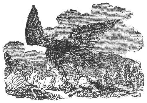 An eagle feeding on the carcass of a sheep