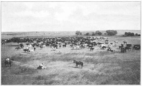 Illustration: Cattle Ranch