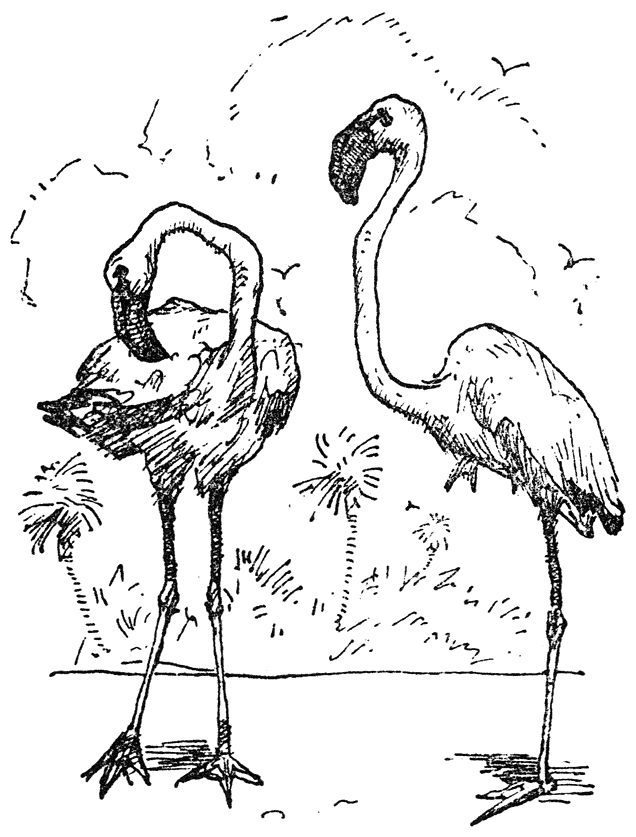 Twee flamingo’s.