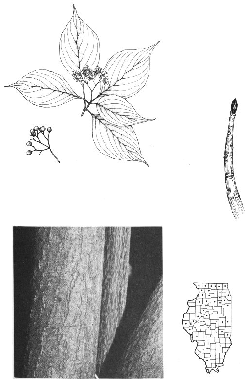 ALTERNATE-LEAVED DOGWOOD