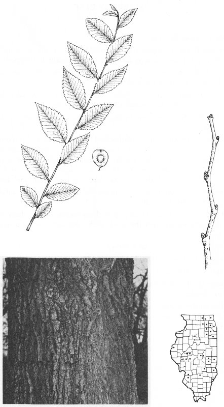 SIBERIAN ELM