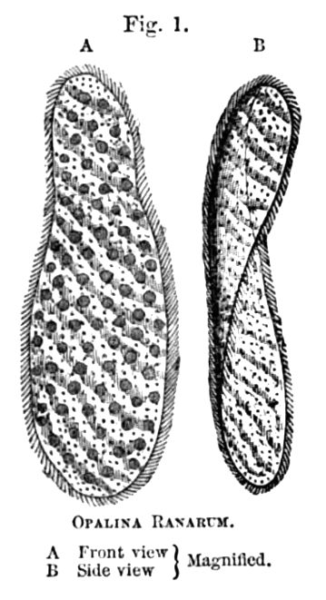 Fig. 1: OPALINA RANARUM