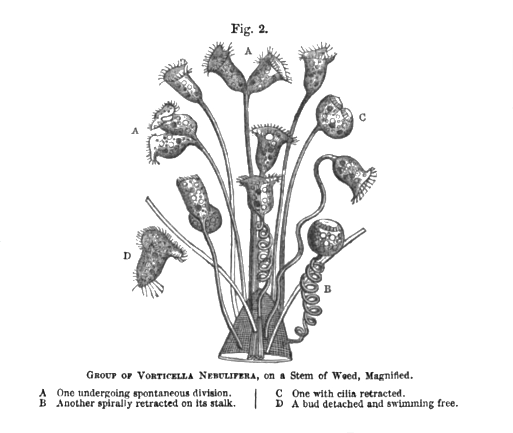 Fig. 2: GROUP OF VORTICELLA NEBULIFERA, on a Stem of Weed, Magnified