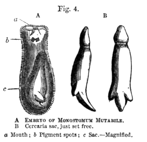 Fig. 4: A - EMBRYO OF MONOSTOMUM MUTABILE; B - Cercaria sac, just set free