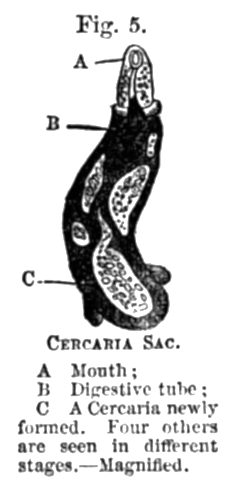 Fig. 5: CERCARIA SAC