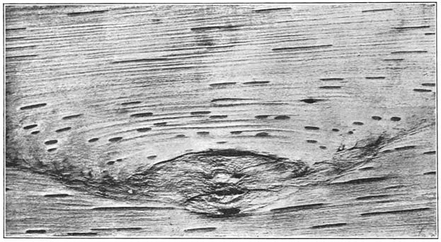 Figure 2. Markings on birch bark.