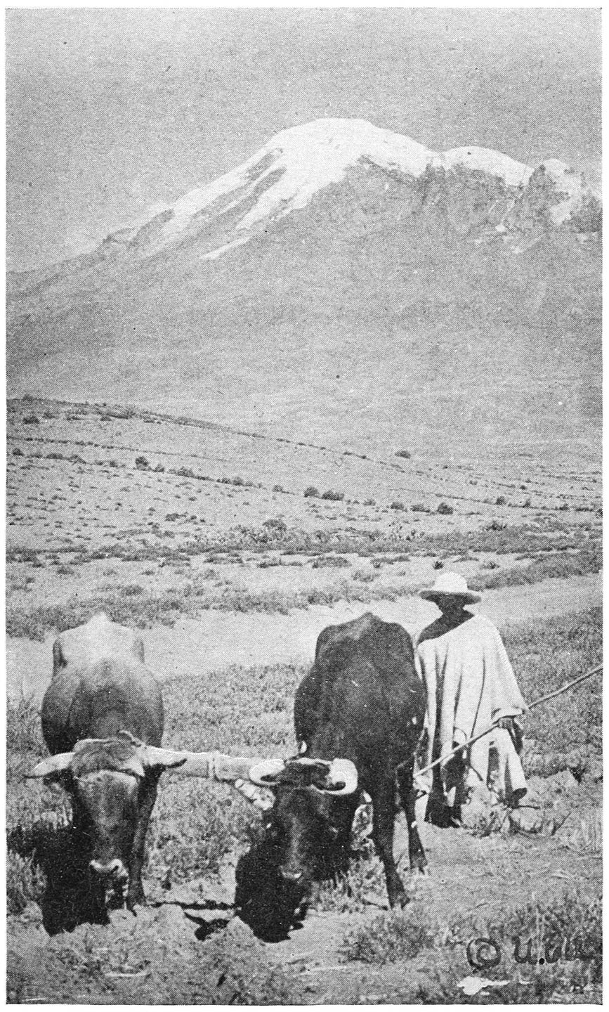 ICE-CRESTED CHIMBORAZO, ECUADOR, S.A.