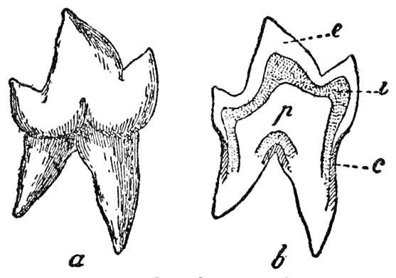 Tooth of a Wolf