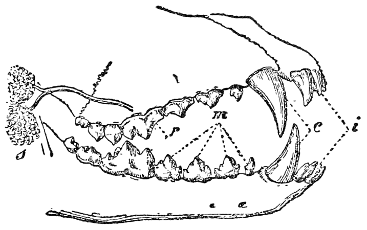 Jaws and Teeth of a Wolf