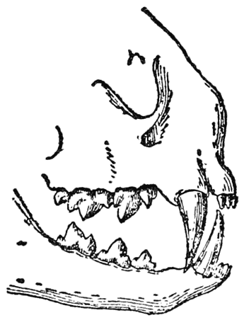 Jaws and Teeth of a Cat