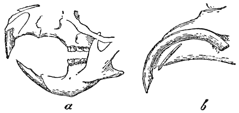 Jaws and Teeth of a Rodent