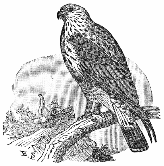 Rough-legged Buzzard