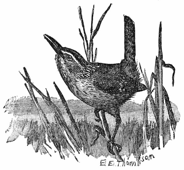 Long-billed Marsh Wren