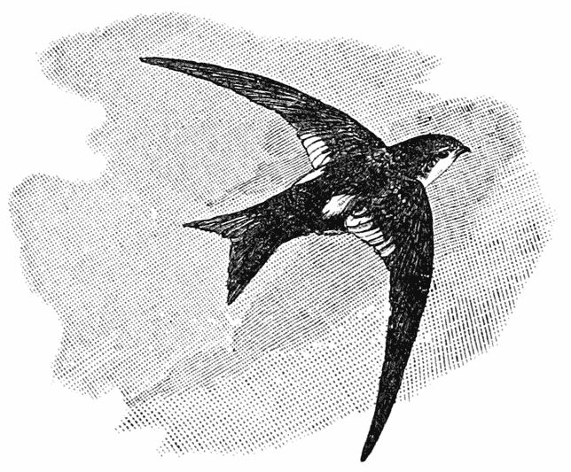 Rock Swift