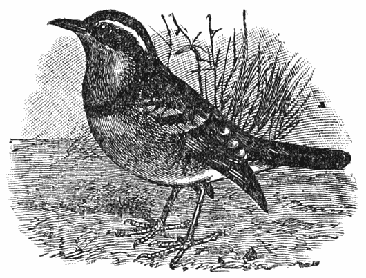 Varied Thrush