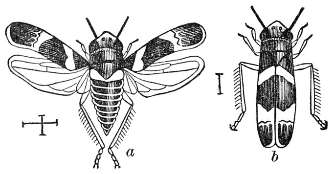 Leaf-hopper (a grapevine-eater)