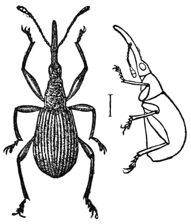 Clover-weevil