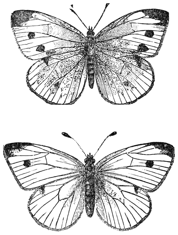 European Cabbage Butterfly, natural size