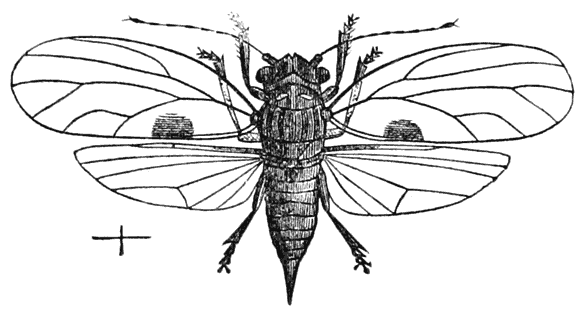 Pear-tree Flea-louse