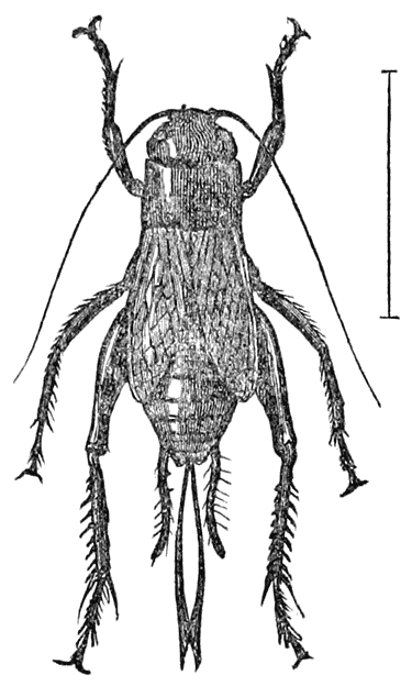 Field Cricket