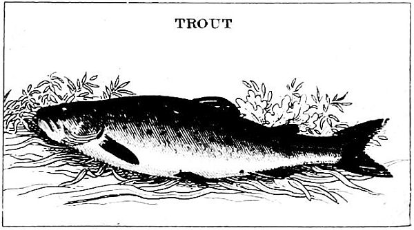 TROUT