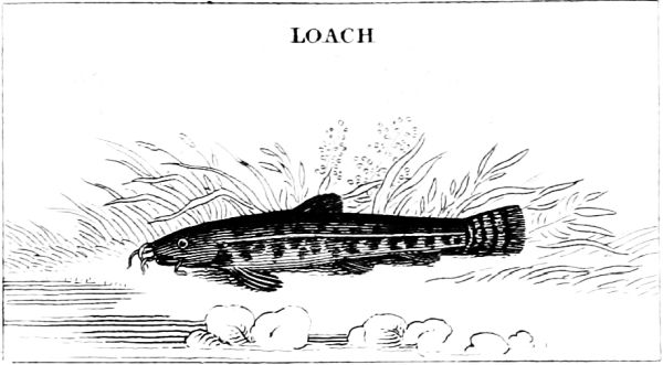 LOACH