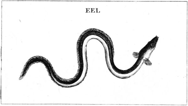  EEL