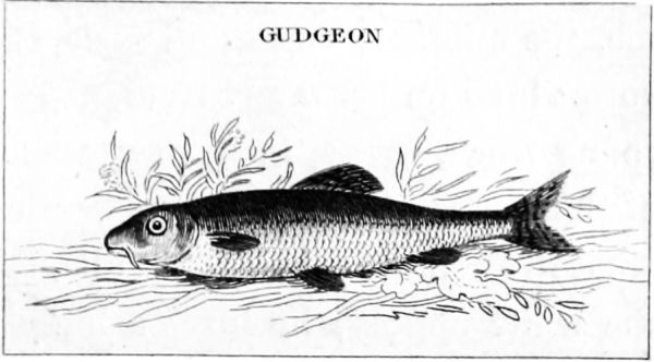 GUDGEON