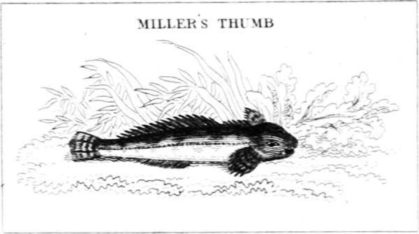 MILLER’S THUMB