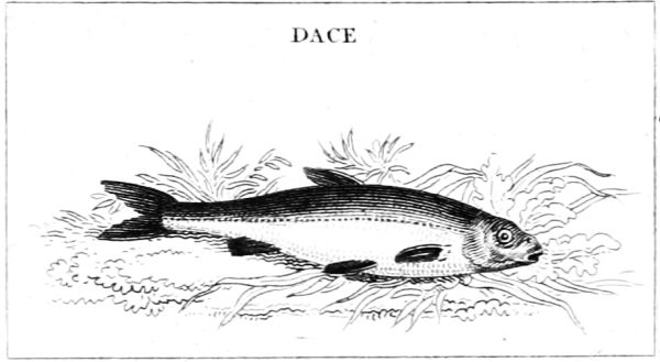 DACE