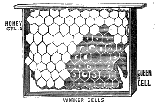 HONEY CELL—WORKER CELLS—QUEEN CELLS