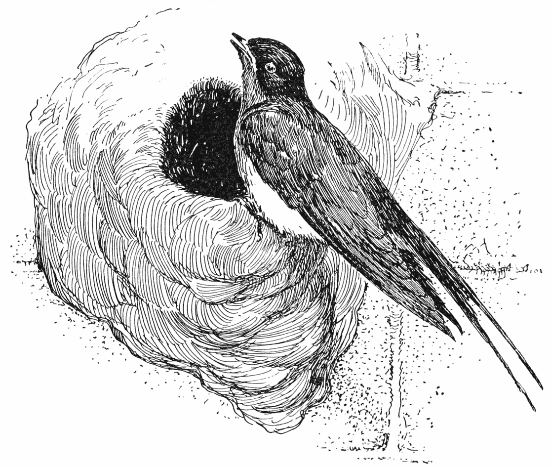 The swallow sat in his nest above and sang the wedding song as well as he could.