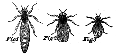 Fig. 1 Queen;  Fig. 2 Drone; Fig. 3 Worker