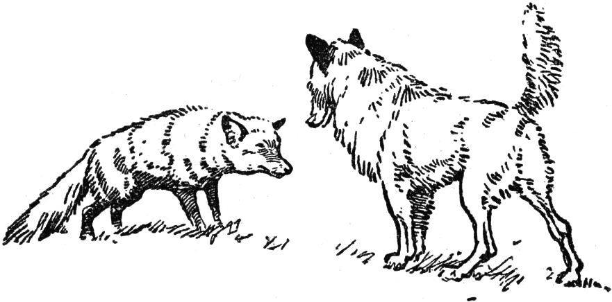 Der Fuchs und der Hund