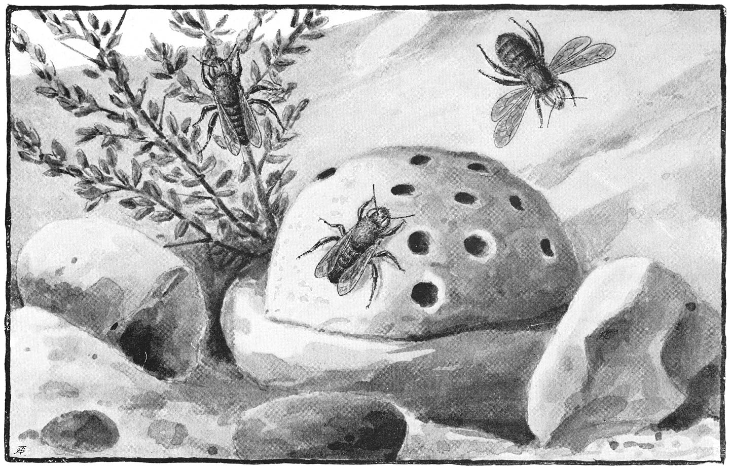 MASON BEES—CHALICODOMA MURARIA ON OLD NEST